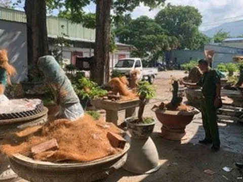 Vụ 42 cây mai vàng không rõ nguồn gốc: Hạt Kiểm lâm Côn Đảo thông tin chính thức