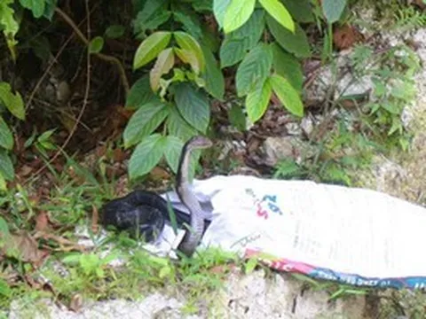 Rắn hổ mang chúa dài 2,6 m bò vào nhà dân