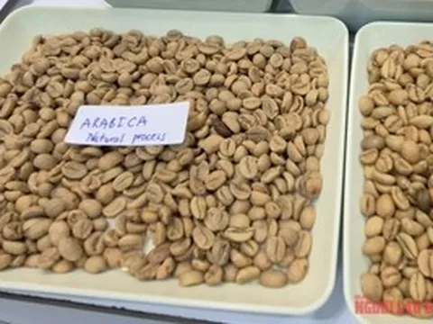 Giá cà phê hôm nay 11-4: Arabica bật tăng, Việt Nam vượt Brazil về xuất khẩu