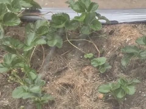 CLIP: Giữa nắng nóng, Đà Lạt xuất hiện “mưa vàng”