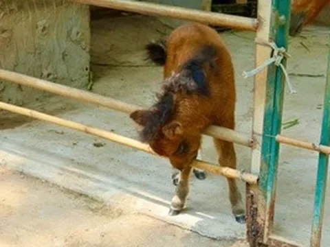 Ngựa lùn Cacao khỏe mạnh sau 1 tháng tuổi tại Thảo Cầm Viên