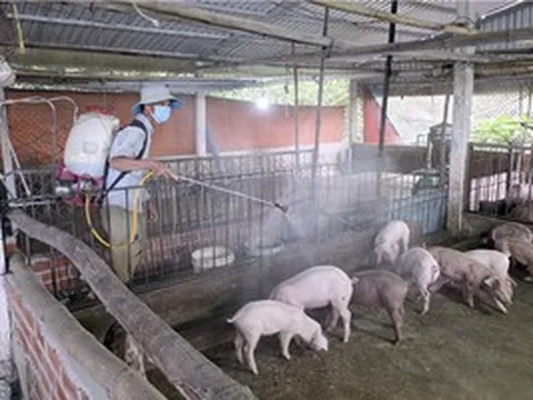 Cần Thơ phát hiện dịch tả heo châu Phi tại 4 xã, phường