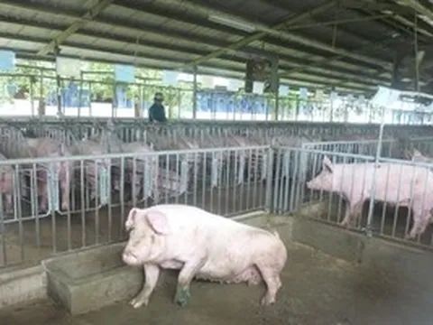 Giá heo hơi hôm nay, 14-4: Bật tăng ở chợ đầu mối