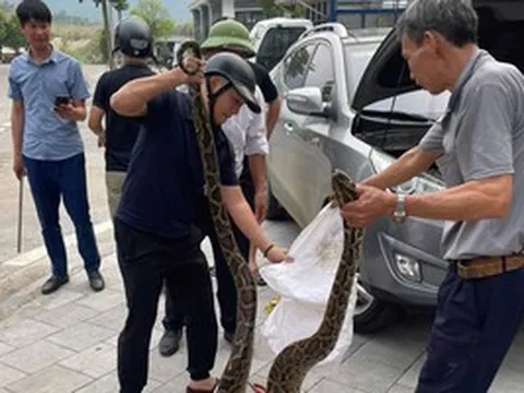 VIDEO: Bất ngờ phát hiện con trăn lớn ẩn nấp trong nắp ca-pô xe ô tô con