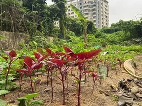 VIDEO: Dự án chậm tiến độ, người dân trồng rau, chuối trên "đất vàng" ở Hà Nội