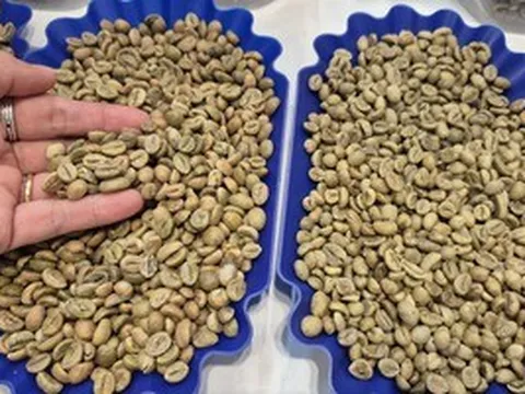 Giá cà phê hôm nay 21-4: Robusta bật tăng 3 con số