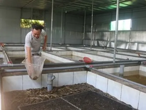 Hàng ngàn tấn lươn nuôi chưa tìm được đầu ra