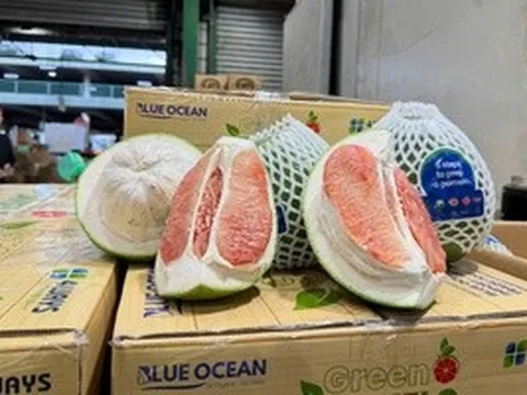 Lô bưởi Việt Nam lần đầu vào Úc