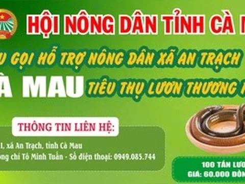 Cà Mau kêu gọi "giải cứu" lươn với giá 60.000 đồng/kg