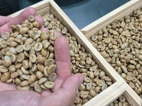 Giá cà phê hôm nay 25-4: Giảm nhẹ, một thương hiệu cà phê Việt mở chuỗi tại châu Âu