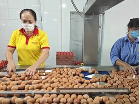 Từ vụ trứng Ba Huân nợ bảo hiểm xã hội kéo dài: Thấy gì từ những "thương hiệu quốc dân"?