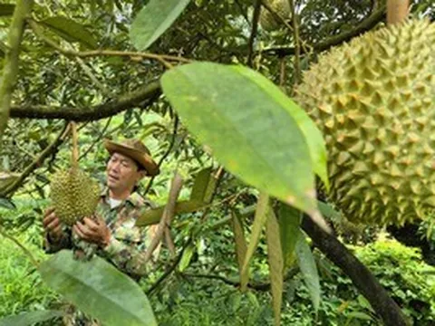 Giá sầu riêng có nơi chỉ còn 25.000 đồng/kg