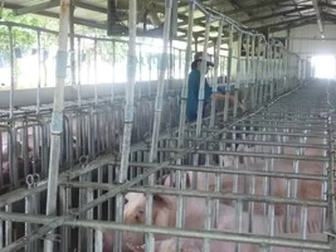 Giá heo hơi hôm nay, 27-4: Các vùng miền đều tăng