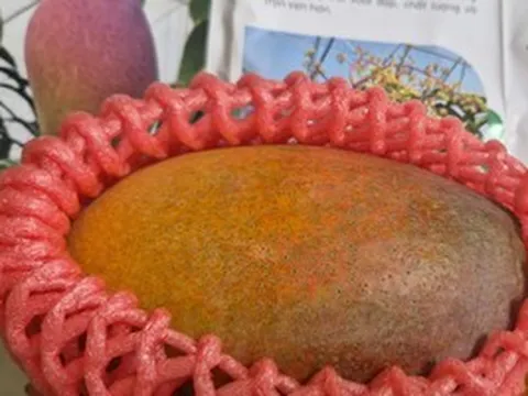 Trồng thành công giống xoài đắt đỏ nhất thế giới ngay tại TPHCM