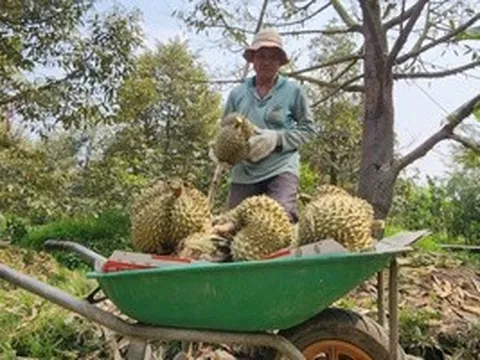 Sầu riêng lại rớt giá
