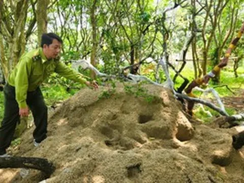 Lắp camera bảo vệ cây muội hồng tang vật