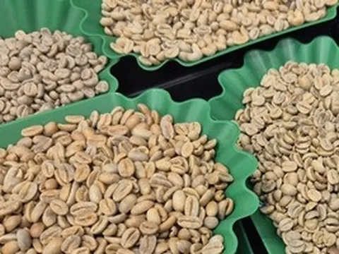 Giá cà phê hôm nay 3-5: Phân tích từ “ông lớn” trong ngành