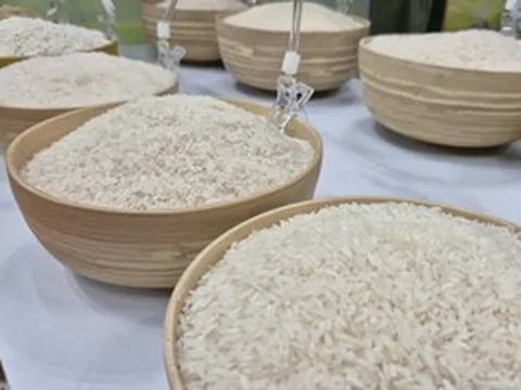 Bỏ giấy phép xuất khẩu gạo: Gỡ rào cản hay tạo cạnh tranh lệch chuẩn?