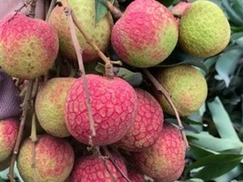 Giá vải thiều gây bất ngờ ngay đầu mùa