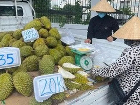 Doanh nghiệp và người trồng sầu riêng "đứng ngồi không yên"