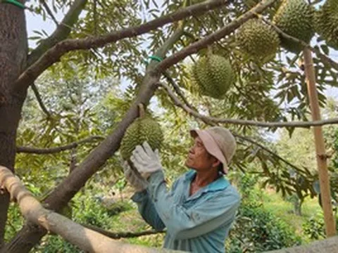 Lời giải nào cho "trái cây vua"?