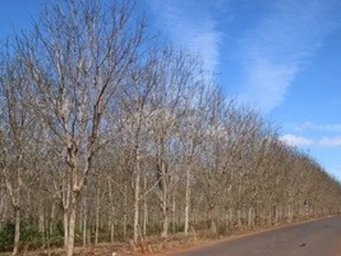 Gia Lai đề xuất chuyển đổi hơn 22.000 ha cao su kém hiệu quả