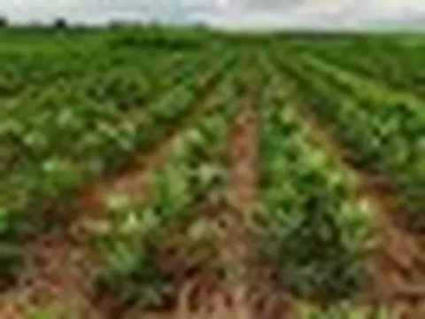 Mỏ 'vàng trắng dưới lòng đất' của Việt Nam vừa đón tin cực vui từ Hàn Quốc