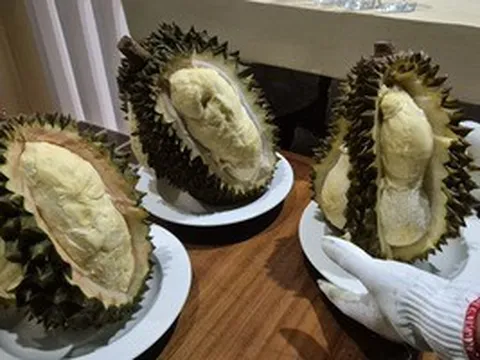 Giá sầu riêng 13-5, nhiều vựa ở Đông Nam Bộ tăng giá thu mua, thị trường vẫn chịu áp lực lớn