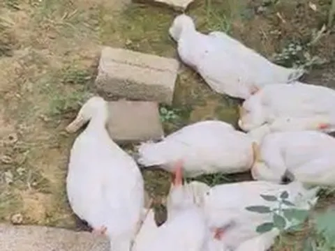 Vịt chết hàng loạt khi ăn cá tự nhiên chết bất thường ở khe suối