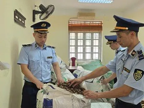 Quản lý thị trường trả lại 80 kg xác ve sầu khô