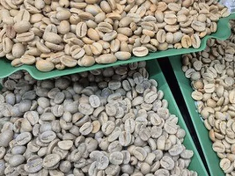 Giá cà phê hôm nay 14-5: Robusta tăng mạnh