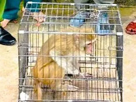 Khỉ hoang đi lạc vào khu dân cư, người dân bắt giao nộp công an