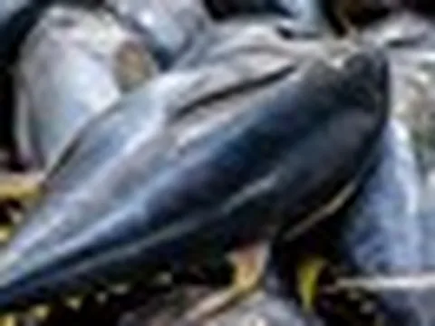Mỹ giảm sức mua, loài cá đắt đỏ của Việt Nam bất ngờ đón tin vui lớn từ Nga