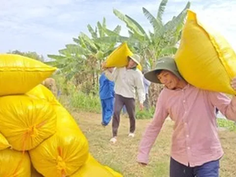 Lý do Việt Nam nhập khẩu lúa gạo đứng thứ 2 thế giới
