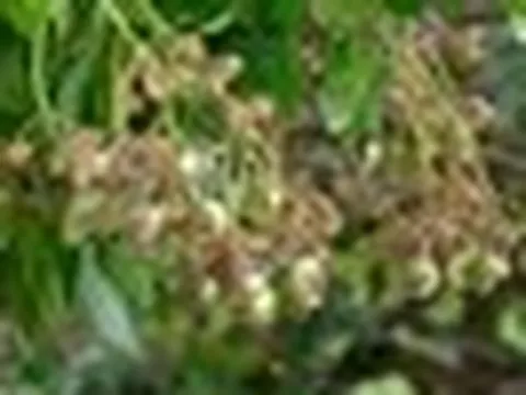 Không phải gạo hay cà phê: Loại hạt tỷ USD giúp Việt Nam giữ ngôi số 1 thế giới suốt 19 năm