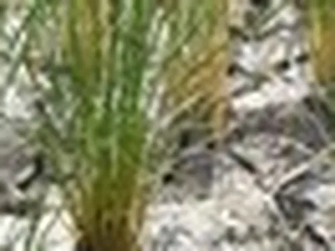 Giá gạo tại châu Á tăng cao nhất 2 thập kỷ, Ấn Độ, Thái Lan và Việt Nam sắp đón 'sóng gió'?