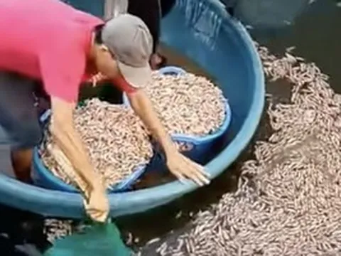 50.000 con tôm chết trắng, chủ hồ phát hiện vật lạ dưới đáy ao