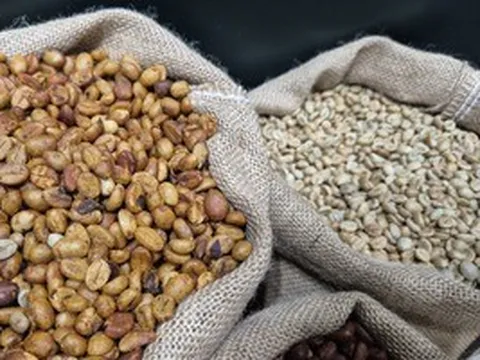 Giá cà phê hôm nay 3-6: Robusta tăng trở lại