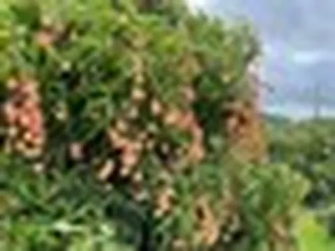 Đặc sản mùa hè của Việt Nam 'ghi điểm' tại Mỹ: Hàng chưa kịp lên kệ đã có khách đặt mua