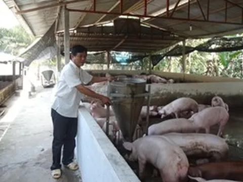 Người nuôi heo lãi lớn