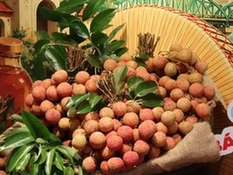 Giá vải thiều tăng cao chưa từng có, loại đẹp và chất lượng cao giá từ 130-150 ngàn đồng/kg