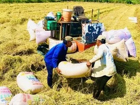 Thời cơ nâng giá trị gạo Việt