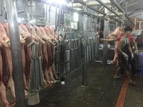 Giá heo hơi hôm nay, 12-6: Giảm liên tục ở chợ đầu mối