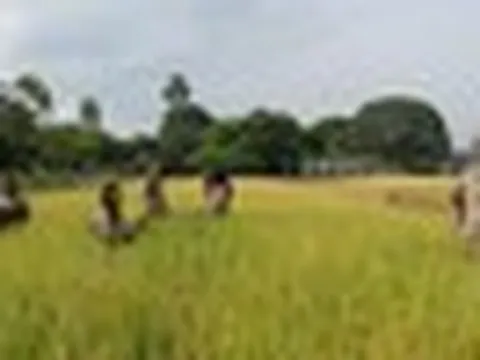 Một quốc gia châu Á mang công nghệ lúa gạo đến châu Phi, 10 năm sau thu kết quả bất ngờ