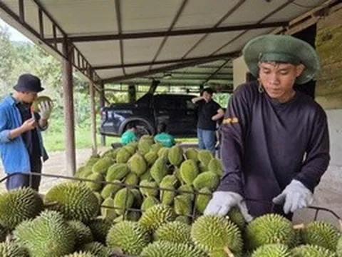 Ngành sầu riêng cần chuyên nghiệp hơn