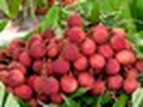 1.500 xe tải vừa hoàn thành nhiệm vụ, đưa một loại ‘ruby đỏ’ của Việt Nam sang Trung Quốc
