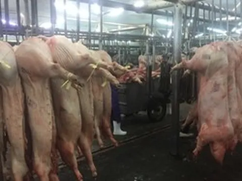 Giá heo hơi hôm nay, 30-6: Chợ đầu mối tiếp tục điều chỉnh giảm