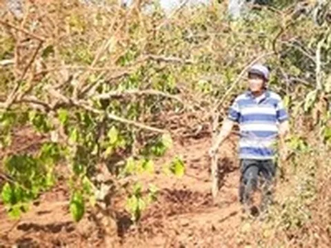 Vụ cổ phần hóa Công ty Cà phê Gia Lai: 130 hộ chưa ký nhận khoán