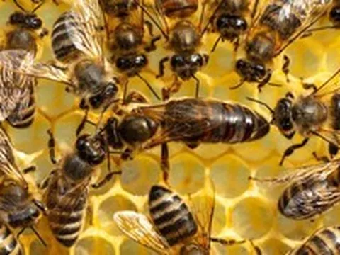 Khoa học phát hiện điều thật sự tạo nên ong chúa