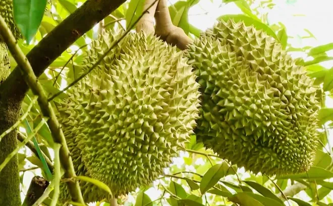 Thí điểm truy xuất nguồn gốc sầu riêng bằng tem do Bộ Công an phát hành